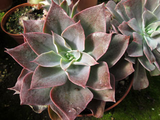 Echeveria 'Lavender Hills'   - Pot  8 cm