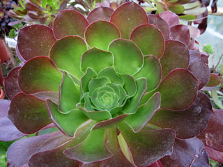 Aeonium 'Pomegranate'   - Pot 10 cm