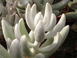 Senecio haworthii 'Hans Herre'   - Pot  6 cm