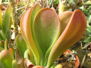 Kalanchoe luciae 'Oricula'   - Pot  6 cm