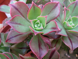 Aeonium leucoblepharum (forme du Yemen)   - Pot  5 cm