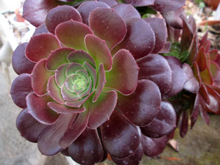 Aeonium 'Blushing Beauty'   - Pot  8 cm