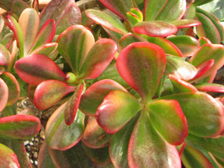 Crassula ovata 'Hummel's Ghost'   - Pot 10 cm