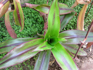 Callisia fragrans   - Pot 12 cm