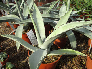 Agave asperimma var. zarcensis   - Pot 12 cm