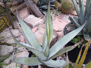 Agave asperimma var. zarcensis   - H 25-30 cm