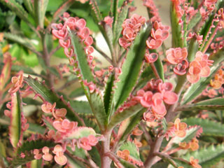 Kalanchoe x houghtonii 'Pink Butterflies'   - Pot  6 cm