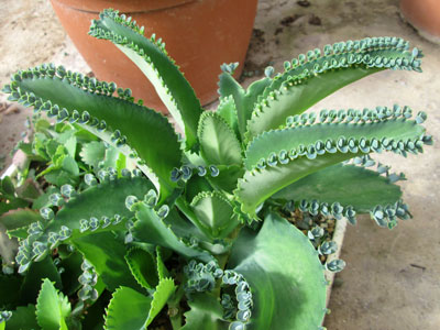 Kalanchoe laetivirens   - Pot  6 cm