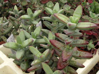 Crassula ammophila   - Pot  8 cm