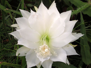 Disocactus speciosus fma. amecamensis   - Pot  8 cm