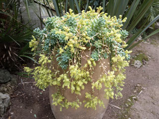 Sedum 'Yellow Cascade'   - Pot  8 cm