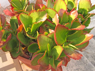 Kalanchoe 'Vivien'   - Pot 10 cm