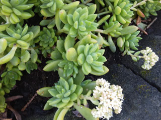 Sedum 'Alice Evans'   - Pot  6 cm