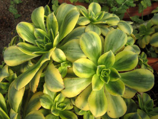 Aeonium 'Floresens'   - Pot  6 cm