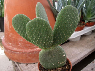 Opuntia microdasys 'Caress'   - Pot 10 cm