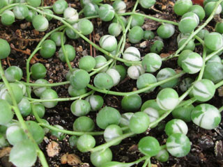 Senecio rowleyanus 'String of Pearls'   - Pot  8 cm