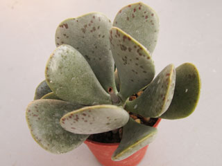 Adromischus alstonii   - Pot 5 cm