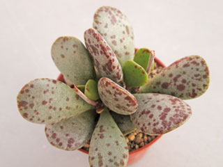 Adromischus hemisphaericus   - Pot  5 cm