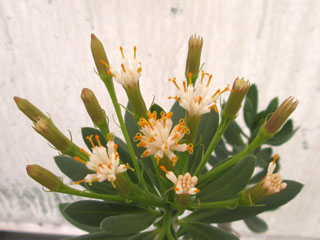 Senecio x hintermannii   - Pot 10 cm