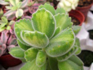 Cotyledon tomentosa 'Yellow Palm'   - Pot  5 cm