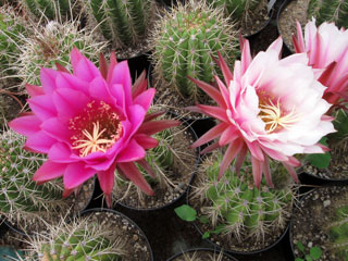 Echinopsis terscheckii X (E. thelegona hybride)   - Pot  8 cm