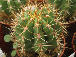 Echinopsis terscheckii X (smrziana x huascha)   - Pot 10 cm