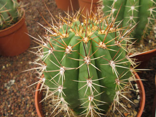 Echinopsis terscheckii X  Echinopsis hybride   - Pot 10 cm