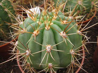 Echinopsis terscheckii X brucchii   - Pot 12 cm