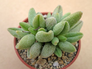 Adromischus marianiae 'Alveolatus' GW 4411   - Pot  5 cm