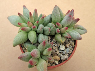 Adromischus marianiae 'Alveolatus' 3   - Pot  5 cm