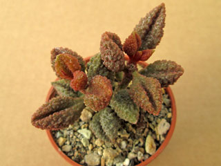 Adromischus marianiae fma. herrei 'Coffee Bean'   - Pot  5 cm