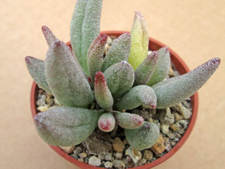 Adromischus marianiae 'Alveolatus' JG 30   - Pot  5 cm