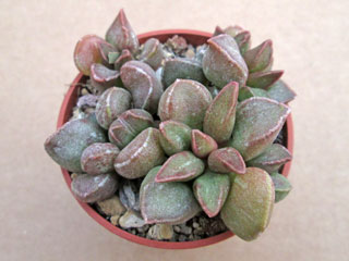 Adromischus marianiae var. immaculatus   - Pot  5 cm