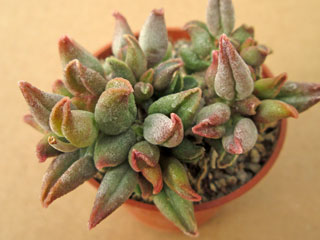 Adromischus marianiae 'Tanqua'   - Pot  5 cm