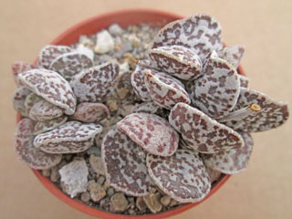 Adromischus marianiae var. hallii 'Bryan Makin'   - Pot  5 cm