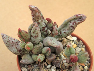 Adromischus marianiae 'Antidorcatum'   - Pot  5 cm