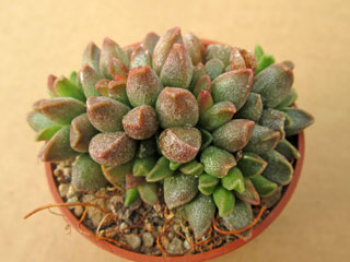 Adromischus marianiae 'Tanqua' CR 1398   - Pot  5 cm