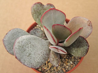 Adromischus inamoenus DT 4919   - Pot  5 cm