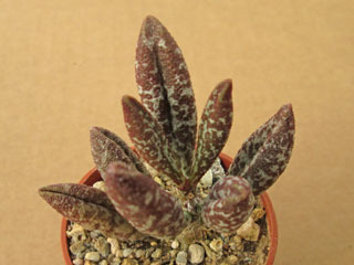 Adromischus marianiae 'Antidorcatum' (Bhoransplect)   - Pot  5 cm