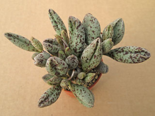 Adromischus marianiae 'Antidorcatum' (Silverfontein)   - Pot  5 cm