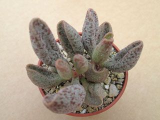 Adromischus marianiae 'Antidorcatum' SH (Trawal)   - Pot  5 cm