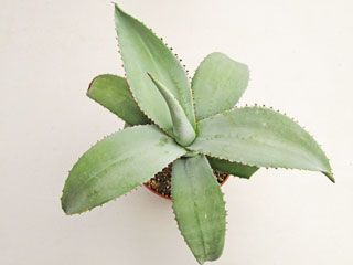 Agave guiengola   - Pot 10 cm