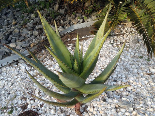 Aloe marlothii x rupestris   - Pot 18 cm H 40 cm