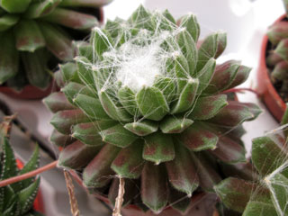 Sempervivum arachnoideum x montanum 'Rubrum' 