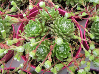 Sempervivum arachnoideum x montanum 'Rubrum'   - Pot  8 cm