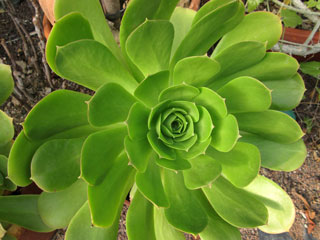 Aeonium 'Jolly Green'   - Pot 10 cm