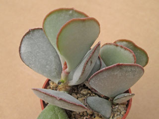 Adromischus triflorus SH 1909   - Pot  5 cm