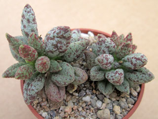 Adromischus marianiae 'Antidorcatum' JG 32   - Pot  5 cm