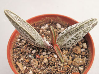 Adromischus marianiae  var. marianiae 'Clanwilliam' JG 36   - Pot  5 cm