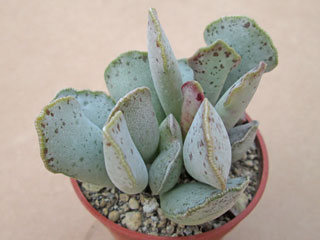 Adromischus halesowensis CR1504   - Pot  5 cm